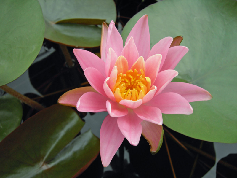 Preview: Seerose - Firecrest